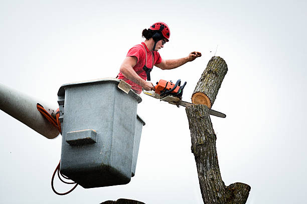 Best Emergency Tree Removal  in Piney, AR